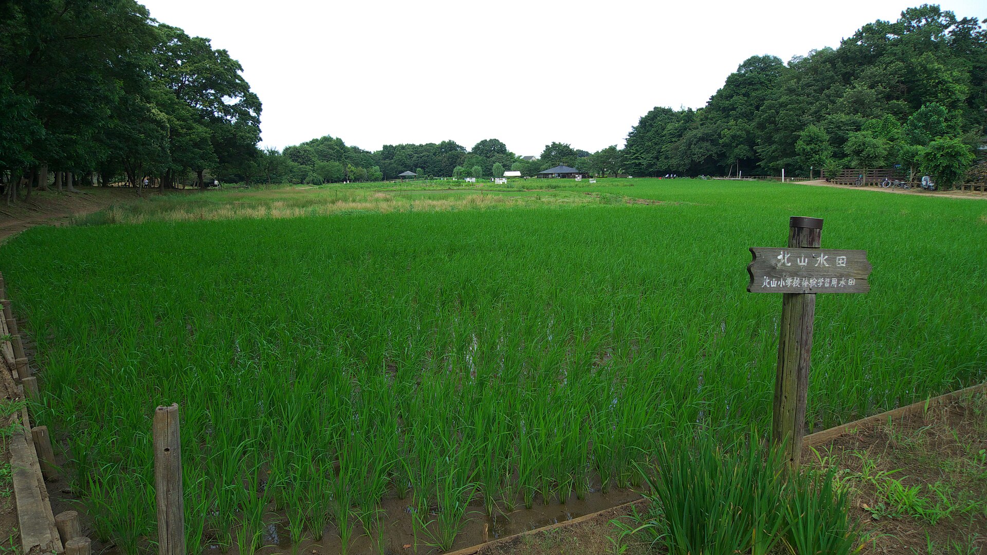 北山公園（菖蒲苑） / 菖蒲まつり 4