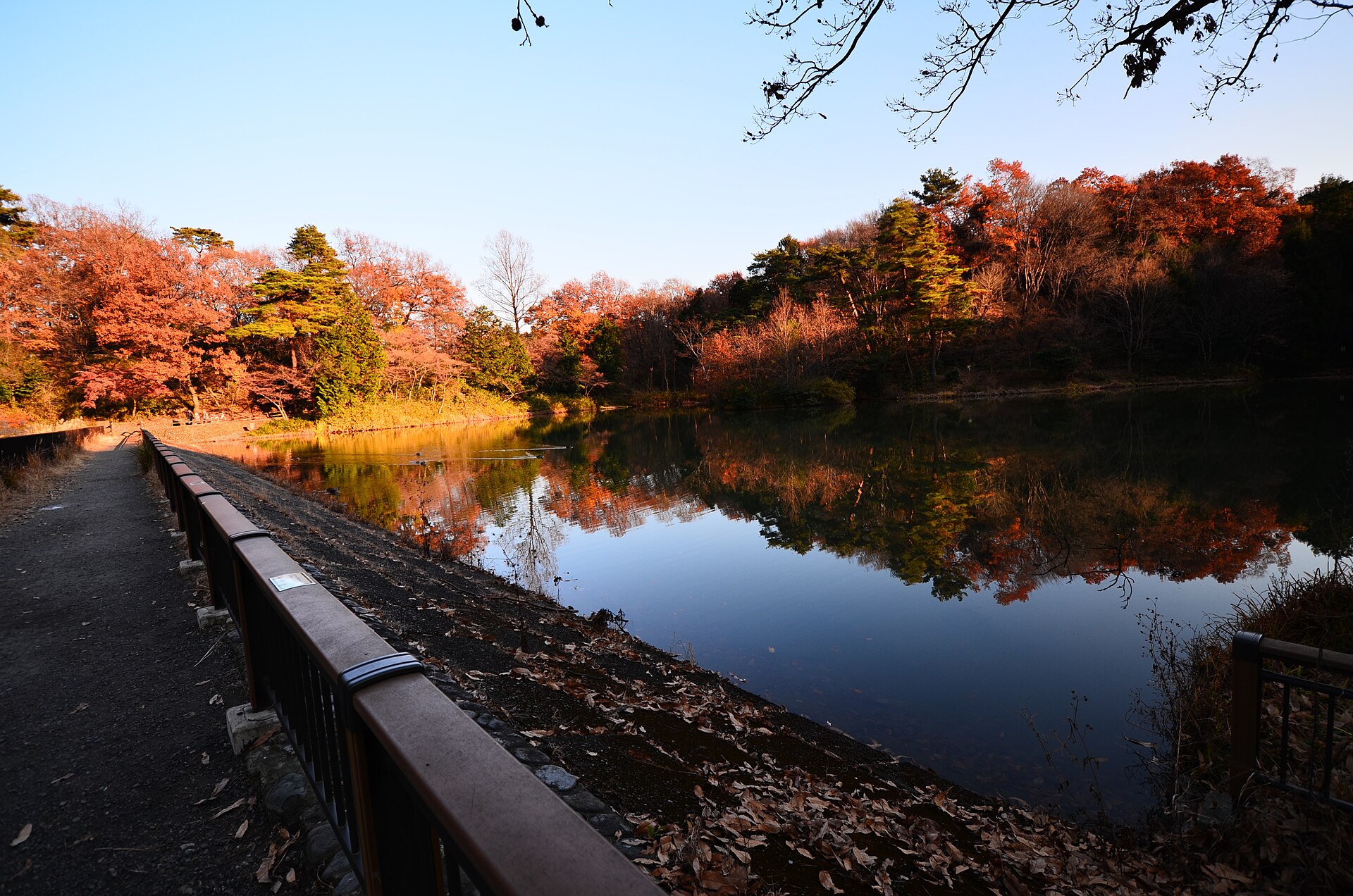 都立狭山公園（近隣） 3